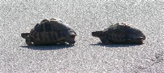 Tortoises Crossing Road