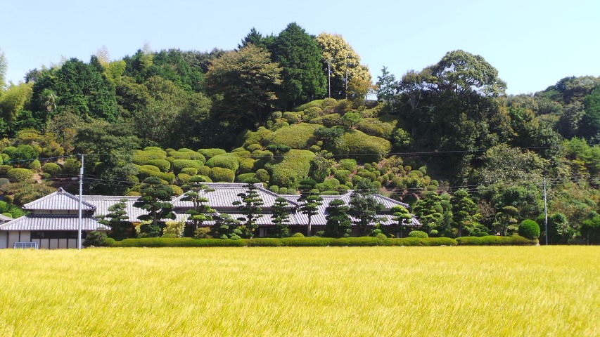 Traditional Japanese garden above rice paddy