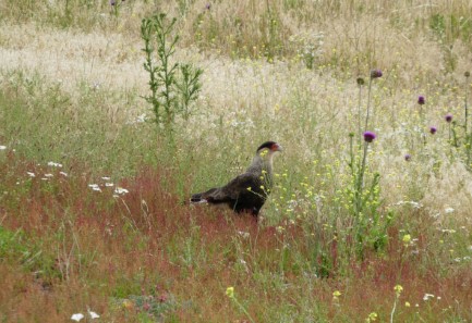 Patagonian Wildlife