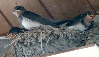 Baby Swallows at our B & B