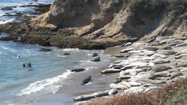 Basking Seals