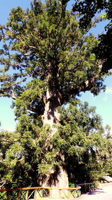 Bilyhu Sacred Tree