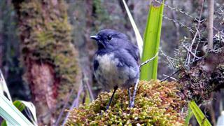 Bush Robin