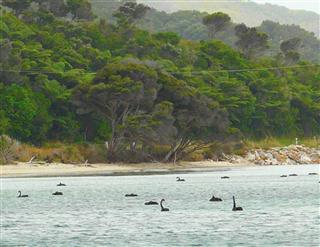 Black Swans at Farewell Spit