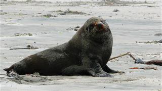 Seals at Fossil Point