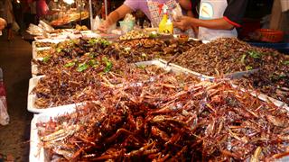 Grubs and Bugs Krabi Night Market