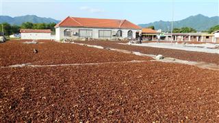 guangxi_star_anise_drying