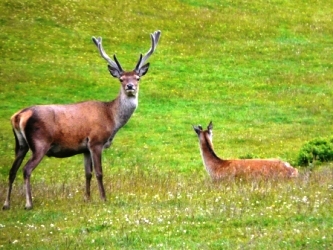 Jura Deer