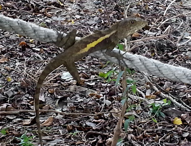 Lizard on a Rope