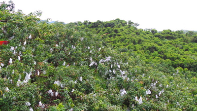 Mango Trees