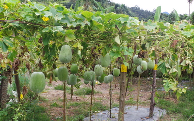 Lovely Melons!