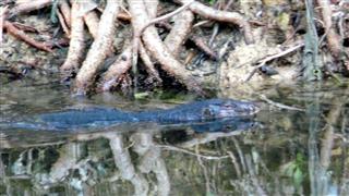 Monitor Lizard