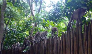 Monkeys at Railey