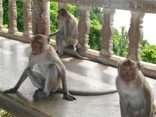 Macau Monkeys