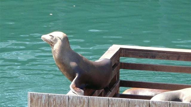 Sealions in Monterey Harbour