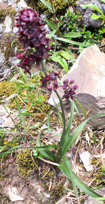 Mountain Orchid