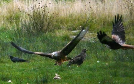 Red Kites