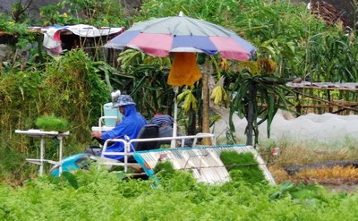 Planting Rice in the Rain