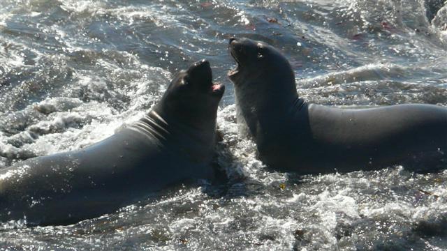 Sparring Seals