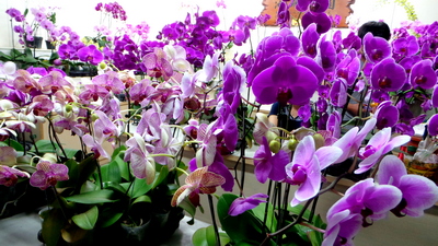 Tainan Flower Market