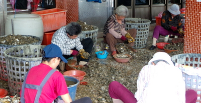 Cleaning Oysters