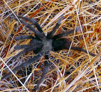 Tarantula