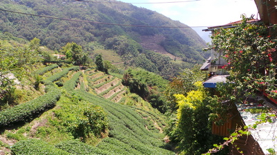 More Tea Plantations