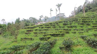 Old Tea Plantation