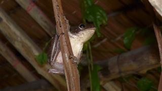 Tree Frog