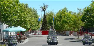 Wanganui Christmas Tree