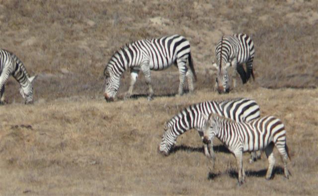 Zebra